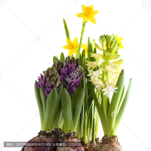 球根花卉