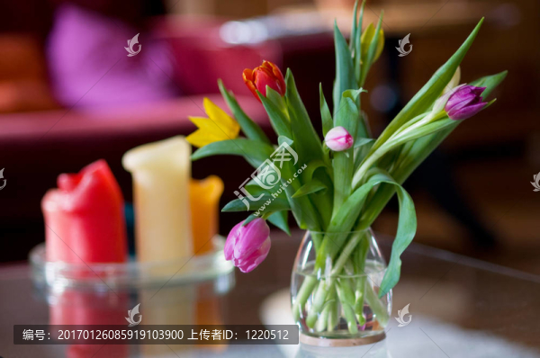 郁金香在室內(nèi)