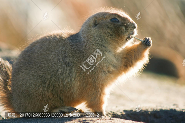 冬天的太陽prairiedog