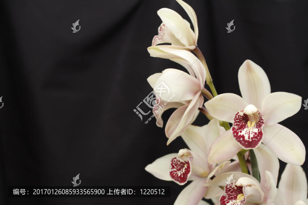 蘭蘭
