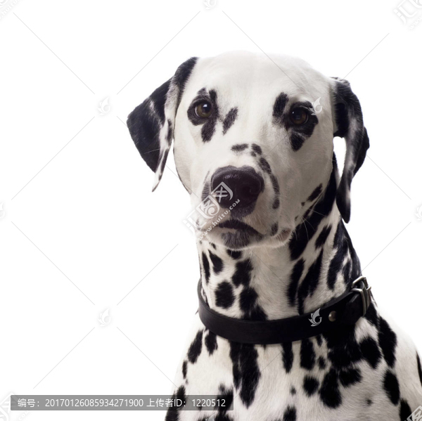 Dalmatian的肖像。