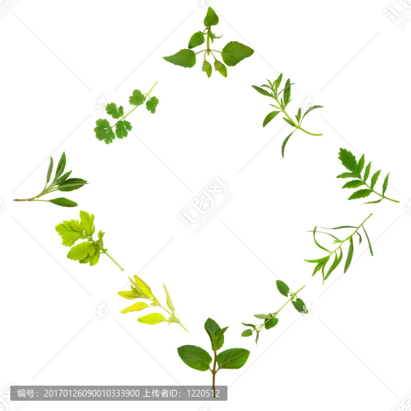 草本植物葉的品種