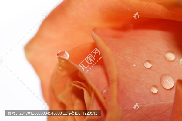 橙玫瑰