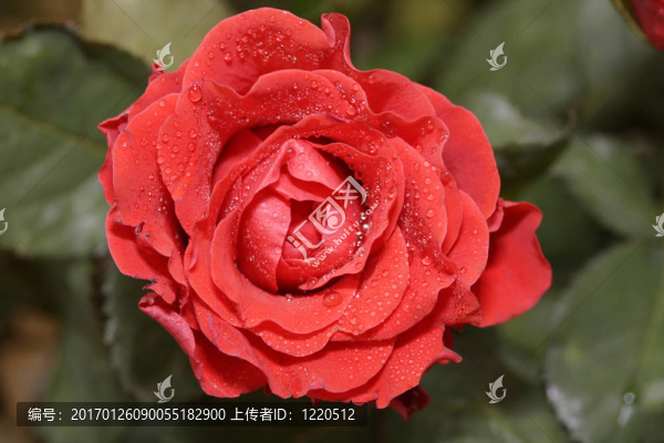紅玫瑰