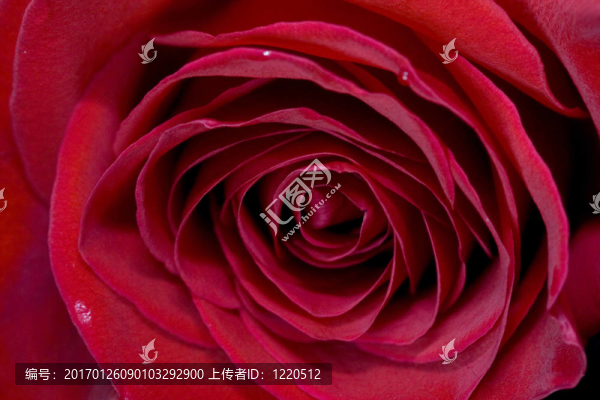紅玫瑰