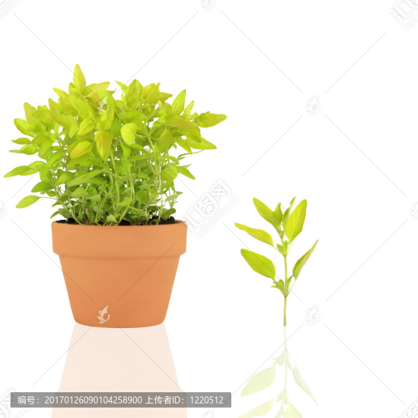 馬郁蘭草