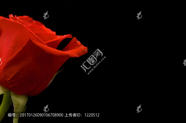 紅玫瑰