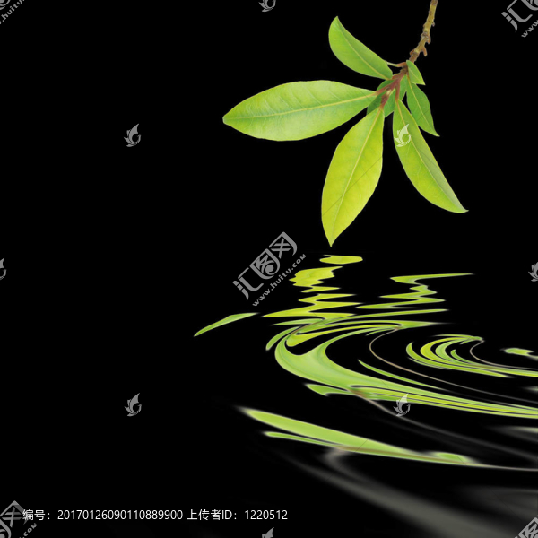 月桂葉草