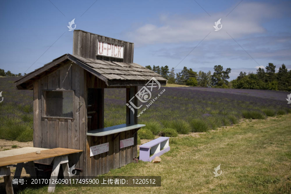 熏衣草農(nóng)場