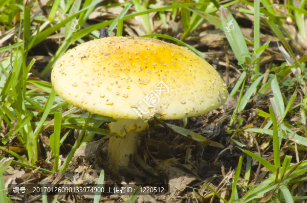草中的蘑菇帽