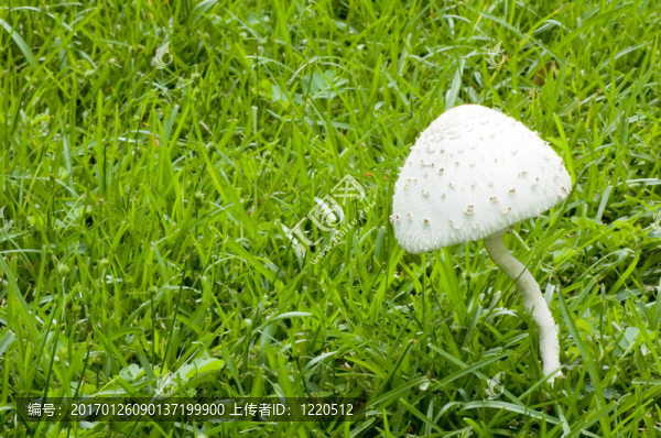 田野里的白蘑菇