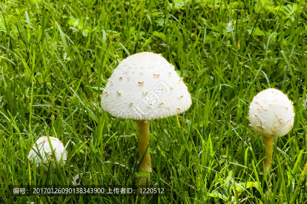 三個在一個領(lǐng)域的蘑菇