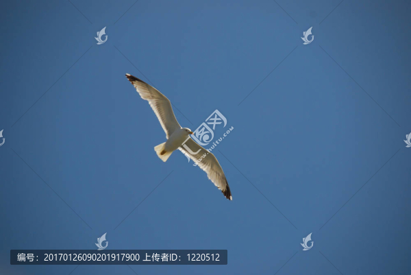 白色的鳥(niǎo)