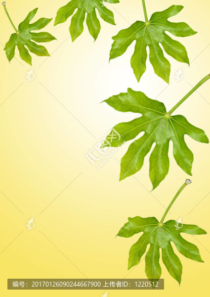 無花果樹的葉子