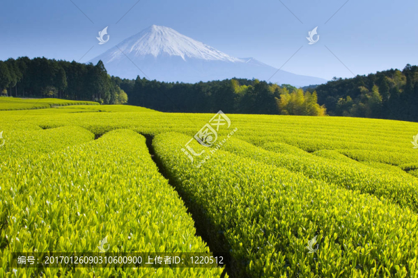 綠茶領(lǐng)域