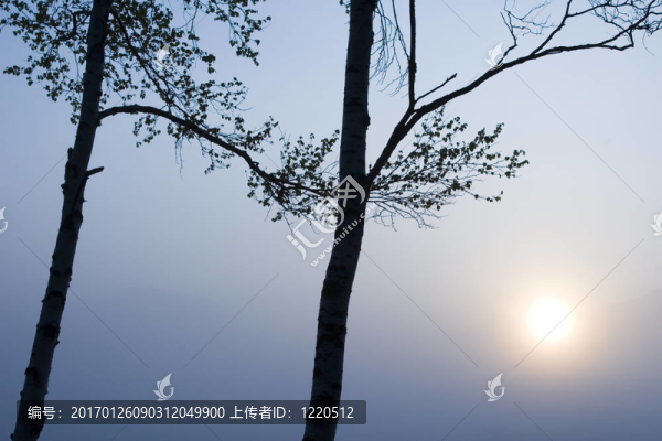 有太陽(yáng)的兩棵樹(shù)