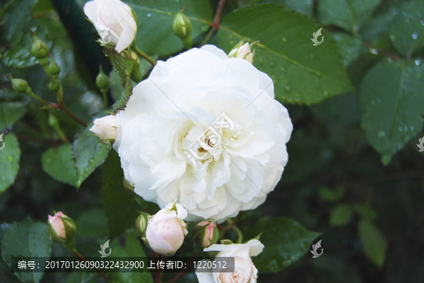 開放白玫瑰花