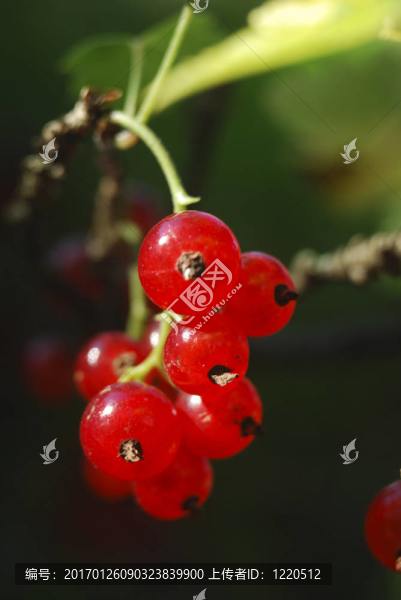 紅醋栗