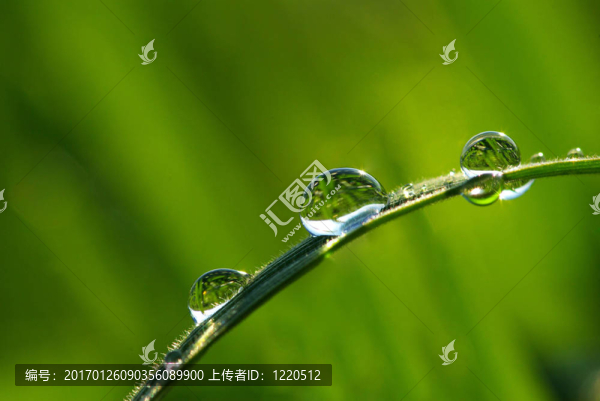 露珠