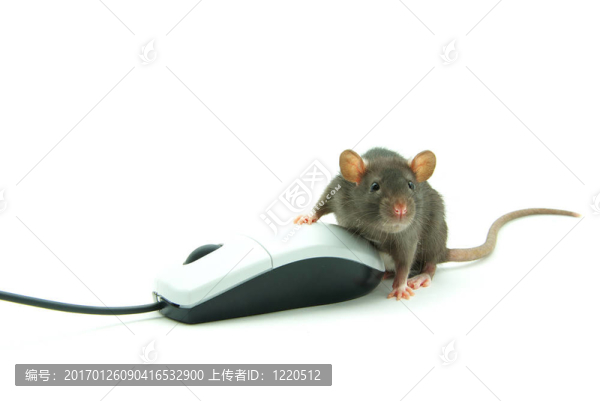 老鼠