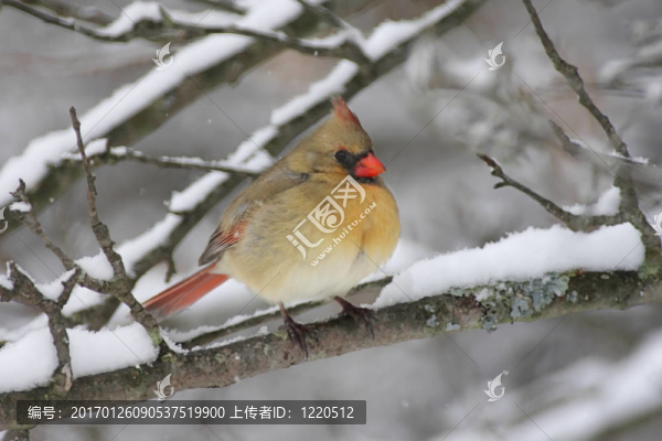 紅衣主教In,Snow
