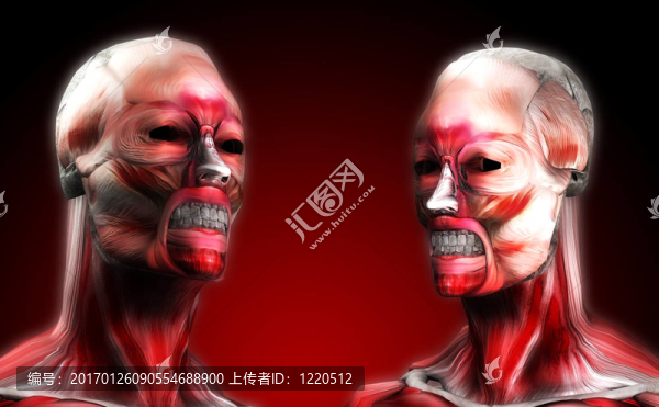 頭肌