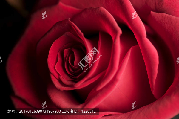 Rosa,Rossa,/紅玫瑰