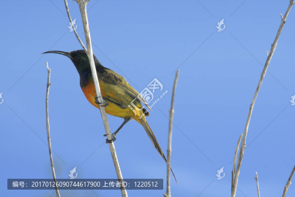 橙胸花蜜鳥