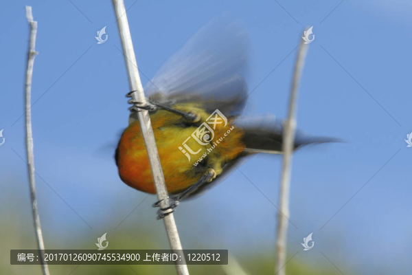 橙胸花蜜鳥