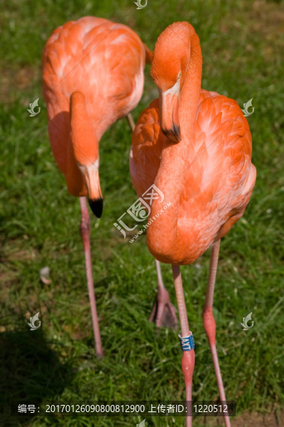火烈鳥(niǎo)