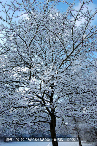 樹上的雪