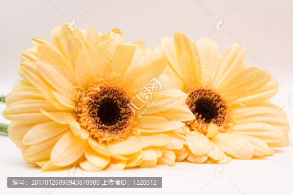 黃色的非洲菊離體啊