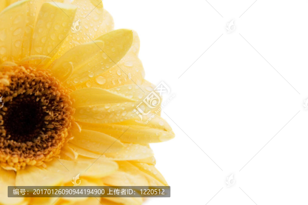 黃色的非洲菊離體啊
