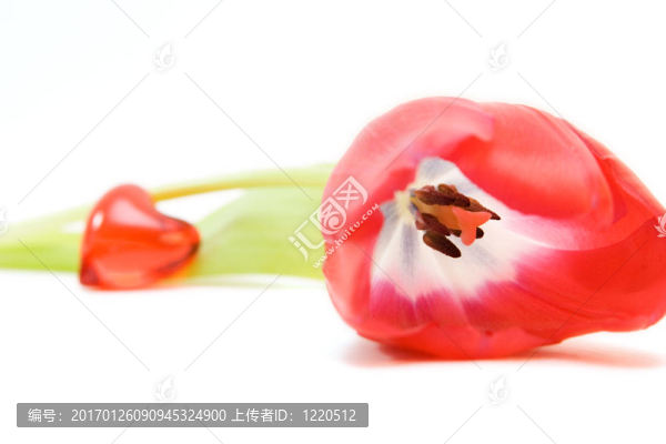 紅色郁金香隔離在WHI