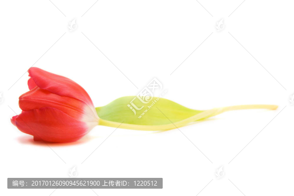 紅色郁金香隔離在WHI