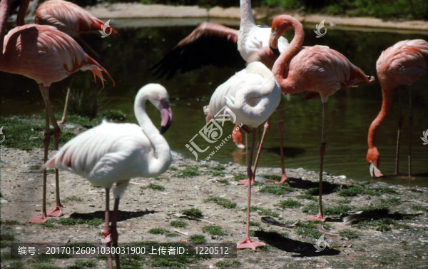 火烈鳥的g-2311