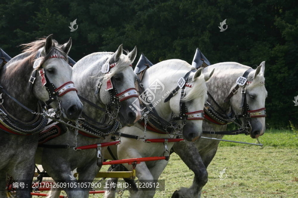 percherons