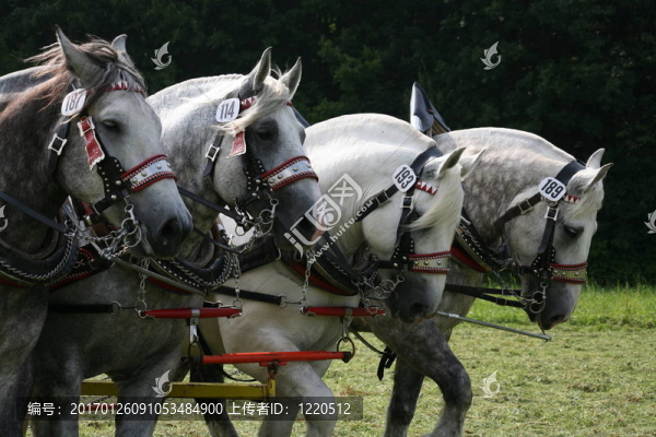 percherons