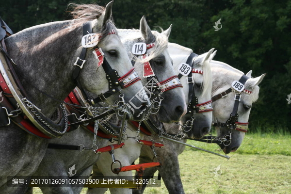 percherons