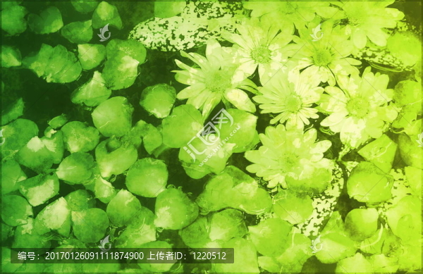 純真在大自然中畫了花