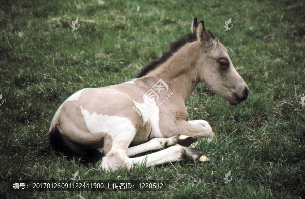馬/,Colt,Brown