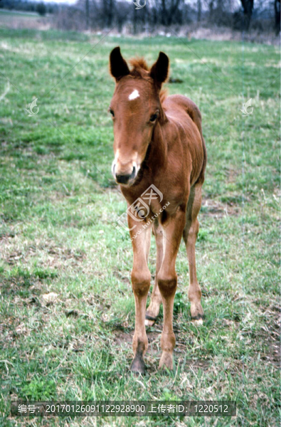 g-2241馬/,Colt,Brown