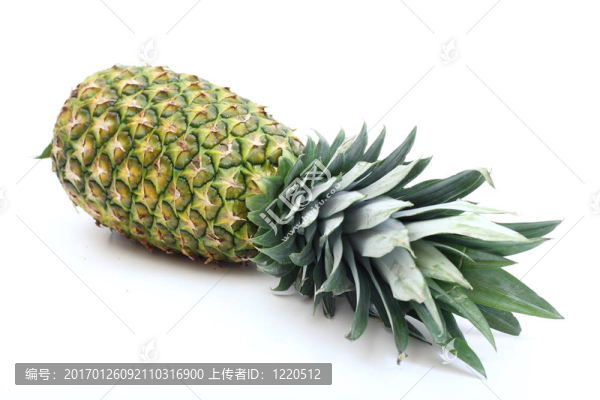 菠蘿
