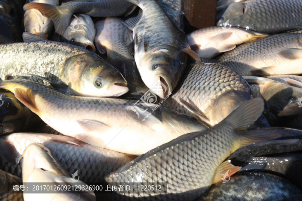 捕食活魚