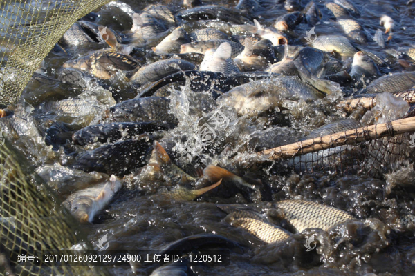 捕食活魚