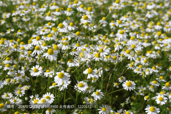 菊花的藥用