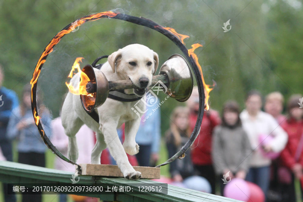 拉布拉多獵犬
