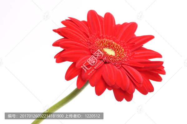越來越多的非洲菊