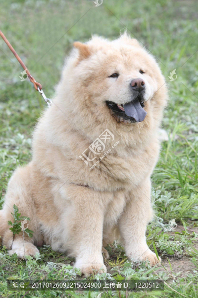 松獅犬