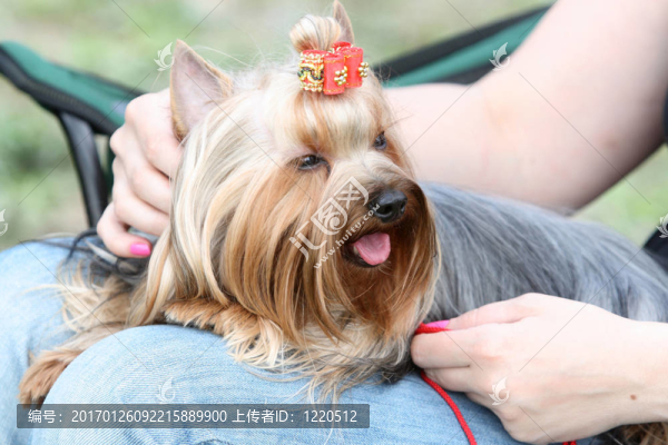 約克郡梗
